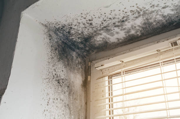 Affordable Mold Removal solutions in Rancocas, NJ